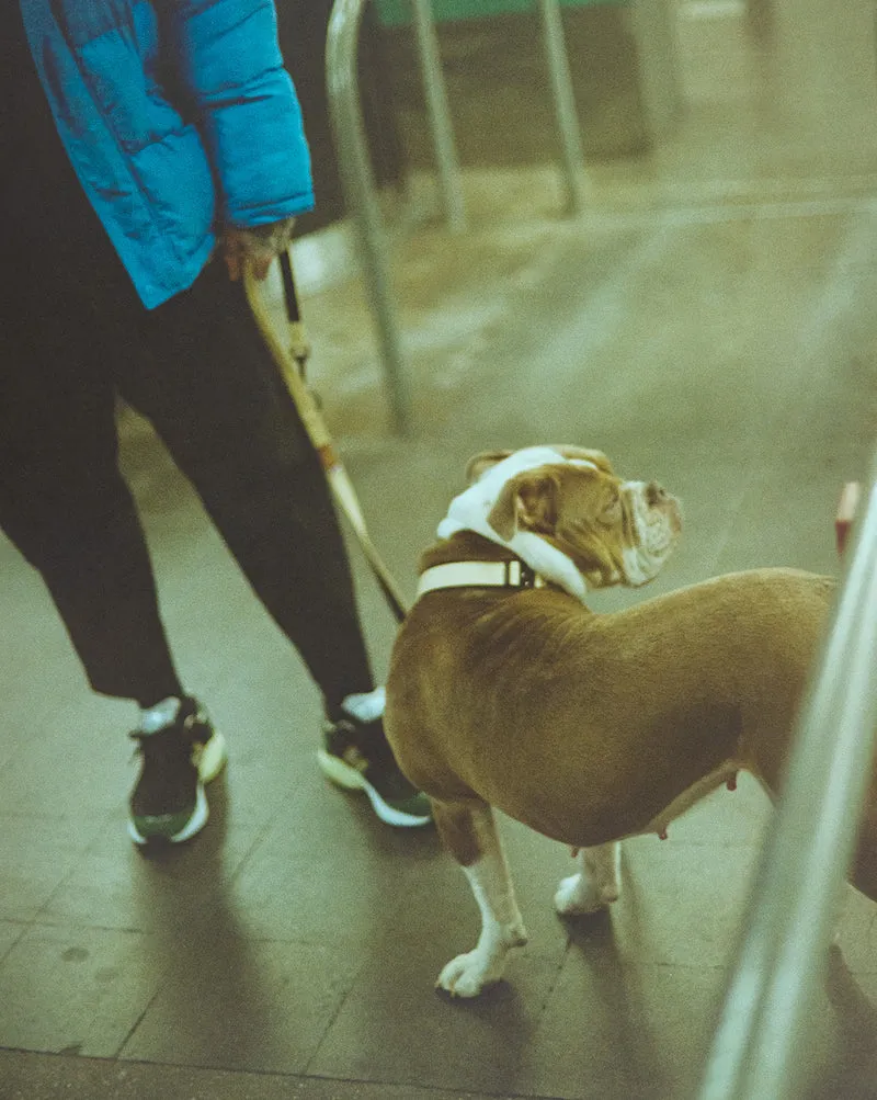 Trekk Dog Leash