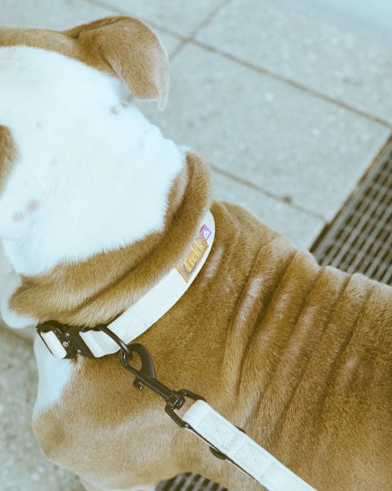 Trekk Dog Collar