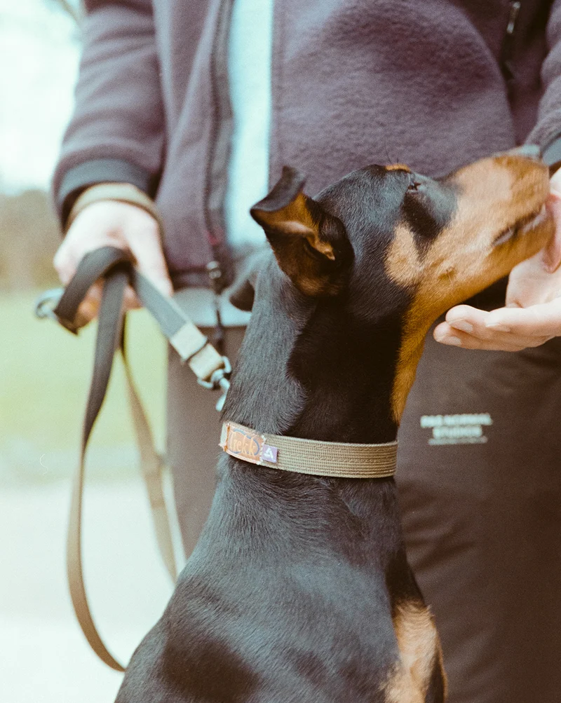 Trekk Dog Collar